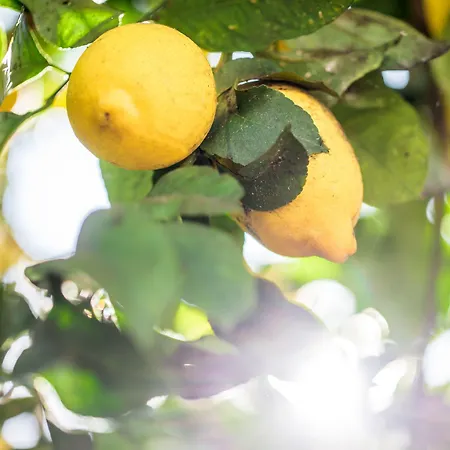 فندق مبيت وإفطار Lemon Tree فارو