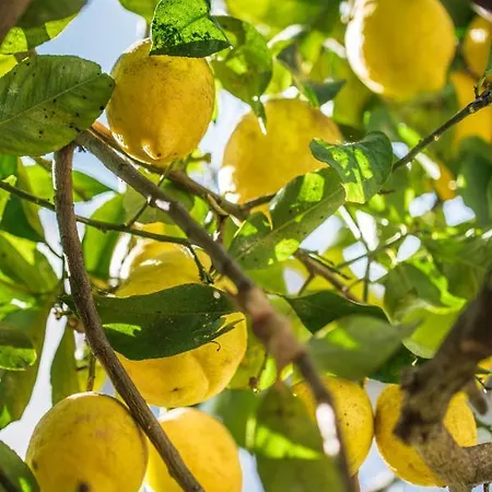 Frühstückspension Lemon Tree