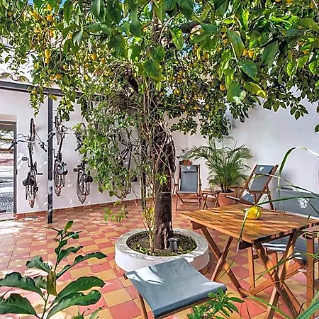 Lemon Tree פארו