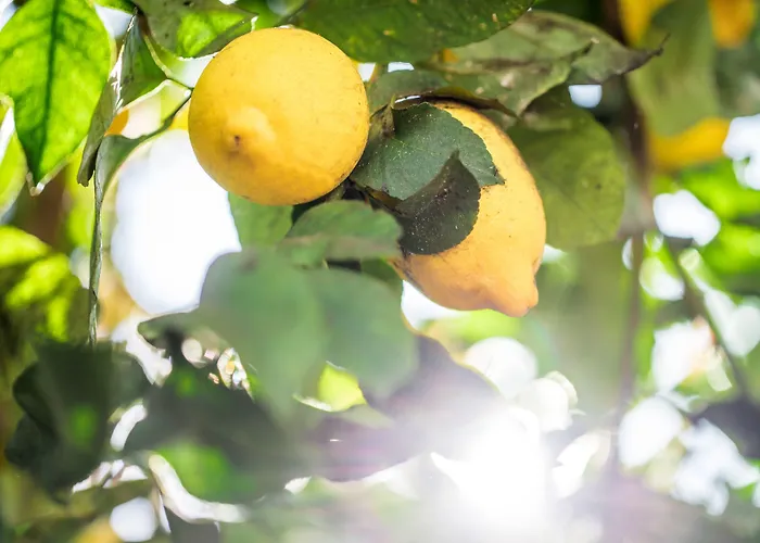 Bed & Breakfast Lemon Tree Faro