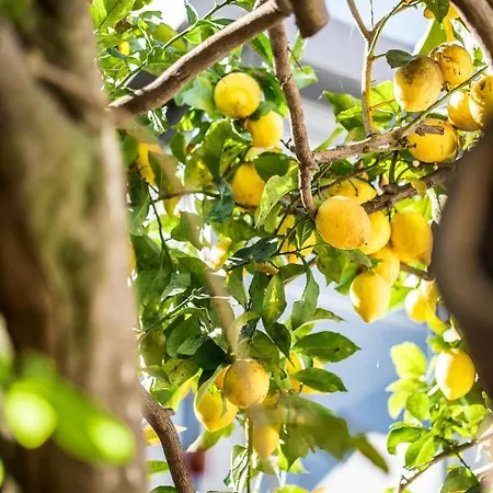 Lemon Tree 3*