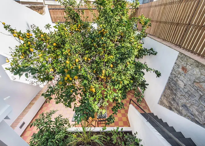 Lemon Tree